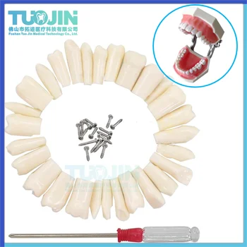 28/32 Dentare Typodont Dinți Model de Practică Individuale de Înlocuire Șurub-in Dinte Compatibil cu Nissin Dentist Predare Accesorii