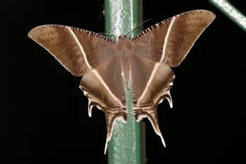 Lyssa menoetius real fluture molie specimen acasă decorare DIY meserii predare, cercetare statui pentru decor
